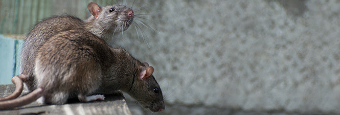 Mouse, Rat and Rodent Extermination